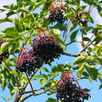 Pack 2 Elderberry Plants Live For Planting, Elderberry Bush Live Plants, Well Rooted 6-12 Inch Tall