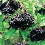 Pack 2 Elderberry Plants Live For Planting, Elderberry Bush Live Plants, Well Rooted 6-12 Inch Tall