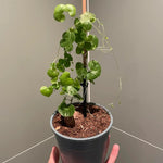 Elephant's Foot Plant Live - Dioscorea Elephantipes - Rare Plant in 4 Inch Pot