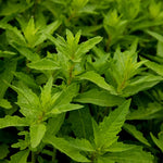 Epazote Herb Plant Live - Outdoor Growing Herb - 8-10 Inches
