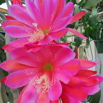 Epiphyllum Plant Live Pink Orchid Cactus 6-8'' Indoor Outdoor
