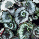 Escargot Begonia Plant - Indoor Houseplant - 2-4'' Tall Starter Plants- Unique Foliage