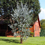 Eucalyptus Bush Plant Live Starter Plugs - 2 Pack - 3-5 Inch - Outdoor Planting - Fragrant