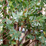 Eucalyptus Bush Plant Live Starter Plugs - 2 Pack - 3-5 Inch - Outdoor Planting - Fragrant
