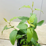 Eucalyptus Plants Live - Indoor &amp; Outdoor Trees - 3 to 6 Inches