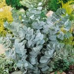 Eucalyptus Trees Live Plants Set of 3 Starter Size Fragrant Easy-Care
