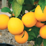 Eureka Lemon Tree Live Plant - 4 Inch Pot - Fruiting Ornamental Tree