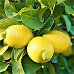 Eureka Lemon Tree Live Plant - 4 Inch Pot - Grow Fresh Lemons at Home