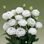 Eustoma Lisianthus Live Plants - Thornless Love Rose Starter Plugs 3-4 Inches
