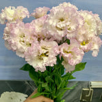 Eustoma Lisianthus Live Plants - Thornless Love Rose Starter Plugs 3-4 Inches