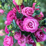 Eustoma Lisianthus Plant Live Plug 3-5" Texas Bluebell Thornless Love Rose Summer Fall Bloom