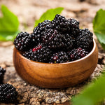 Von Everbearing Blackberry Plants - 4 Pack Thornless Blackberry Plant Bushes - High-Yield Variety