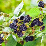 Pack 4 SweetiePie Thornless Everbearing  Blackberry Plants Live for Growing,  High-Yield Blackberry
