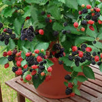Pack 4 SweetiePie Thornless Everbearing  Blackberry Plants Live for Growing,  High-Yield Blackberry