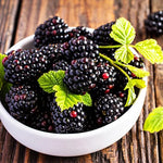 Pack 4 SweetiePie Thornless Everbearing  Blackberry Plants Live for Growing,  High-Yield Blackberry