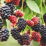 Blackberry Bushes Live Plant - Pack of 2 Thornless Blackberry Plants