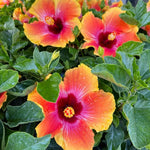 Fiesta Hibiscus Plant Live Hardy Flower 6-10'' Tall Garden Ready