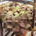 Fittonia Nerve Plant Live 2.5 Inch Potted Houseplant - Veined Indoor Plant