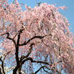 Flowering Cherry Tree Live Plant - 2.5 Inch Pot - Pink Blossom Ornamental