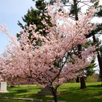 Flowering Cherry Tree Live Plant - 2.5 Inch Pot - Pink Blossom Ornamental