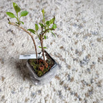 Forsythia Plant 4 Inch Pot - Early Spring Blooming Shrub - Garden Ready