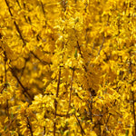 Forsythia Plant 4 Inch Pot - Early Spring Blooming Shrub - Garden Ready