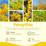 Forsythia Shrub Plant Live - Quart Pot - Outdoor Growing - Yellow Flowering Bush