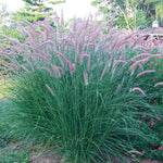 Pack 3 Fountain Grass Plants Live, 5-9 Inch Tall, Ornamental Grasses Live Plants Perennial
