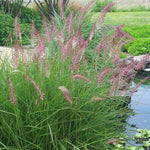 Pack 3 Fountain Grass Plants Live, 5-9 Inch Tall, Ornamental Grasses Live Plants Perennial