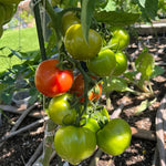 Fourth of July Tomato Plant - Fruit Plant - 2.5 Inch Pot - Fast Growing