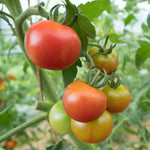 Fourth of July Tomato Plant - Fruit Plant - 2.5 Inch Pot - Fast Growing