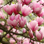 Fragrant Magnolia Tree Live Plant - Pink Blooms Bush 4-8 Inches