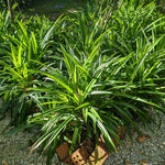 Fragrant Pandan Plant Live Herb - 4 to 6 Inch Starter Plant for Gardens