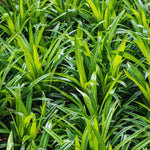 Fragrant Pandan Plant Live Herb - 4 to 6 Inch Starter Plant for Gardens