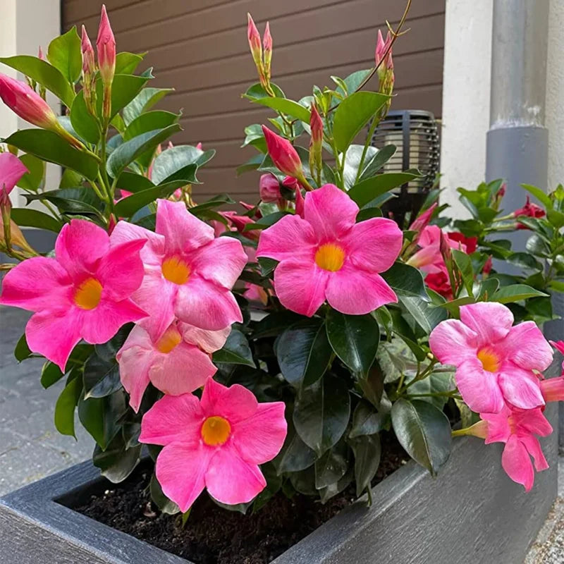 3 Fragrant Pink Mandevilla Plants - Live Vine Starter Plants - 5-8 Inch Tropical Flowers