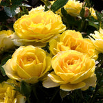 Fragrant Rose Plant Live, 5-9" Tall - Reblooming Flowers for Landscaping