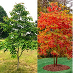 Fragrant Sassafras Tree Live Plant - Quart Pot - Autumn Color Seedling