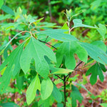 Fragrant Sassafras Tree Live Plant - Quart Pot - Autumn Color Seedling