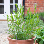 Tarragon Plants Live - 2 French Tarragon Herb Plants 4-6 Inch - Outdoor Gardening
