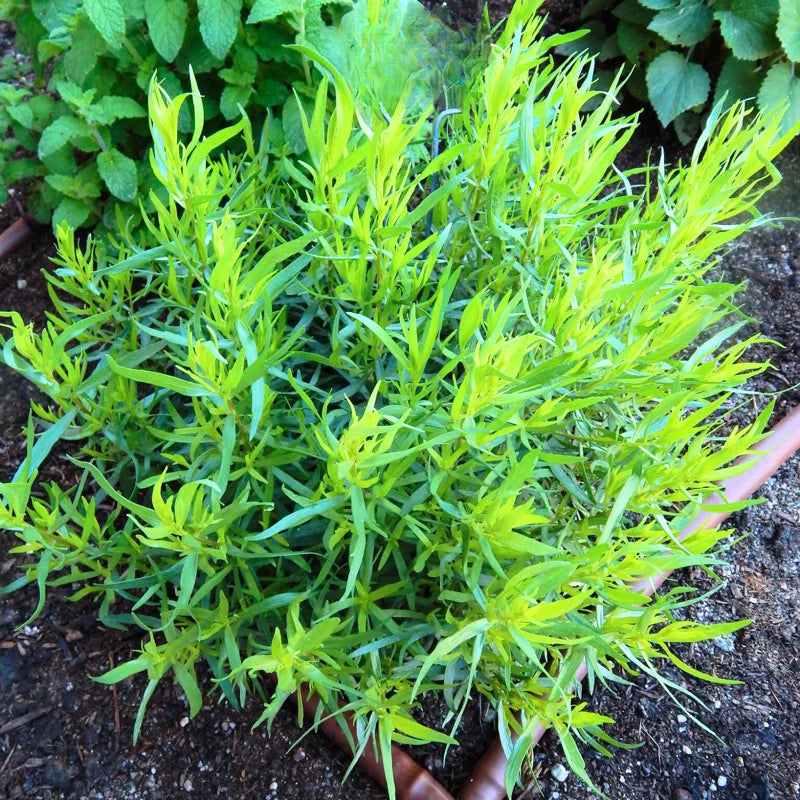 2Pcs French Tarragon Plants Live, Tarragon Herbs Plants, Green Mint Home Garden, 2-5 Inch Tall Plugs