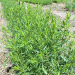 2Pcs French Tarragon Plants Live, Tarragon Herbs Plants, Green Mint Home Garden, 2-5 Inch Tall Plugs