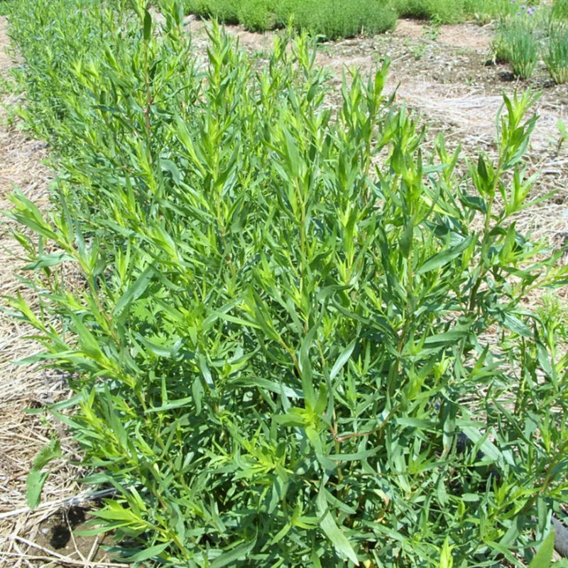2Pcs French Tarragon Plants Live, Tarragon Herbs Plants, Green Mint Home Garden, 2-5 Inch Tall Plugs
