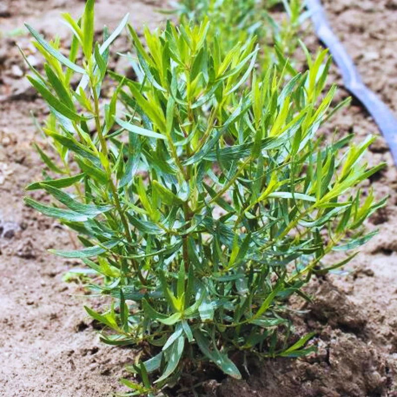 2Pcs French Tarragon Plants Live, Tarragon Herbs Plants, Green Mint Home Garden, 2-5 Inch Tall Plugs