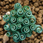 Frizzle Sizzle Albuca Plant Live 2.5 Inch Pot - Spiraling Succulent Indoor Growing