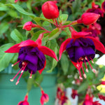 Fuchsia Dark Eyes Plant - 3-4 Inch Tall Flowering Plant