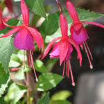 Purple Red Fuchsia Flower Plants 4-6 Inch Live Plants