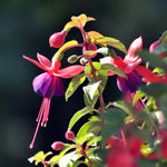 Purple Red Fuchsia Flower Plants 4-6 Inch Live Plants