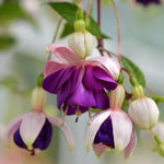 Fuchsia Lena Plant - Live Starter Plant - 3-4 Inches Tall