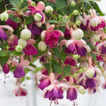 Fuchsia Lena Plant - Live Starter Plant - 3-4 Inches Tall
