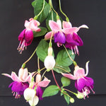 Fuchsia Lena Plant - Live Starter Plant - 3-4 Inches Tall